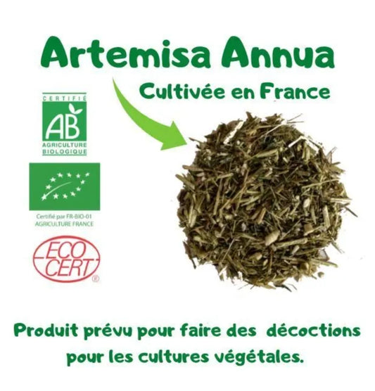 Infusion Artemisia annua