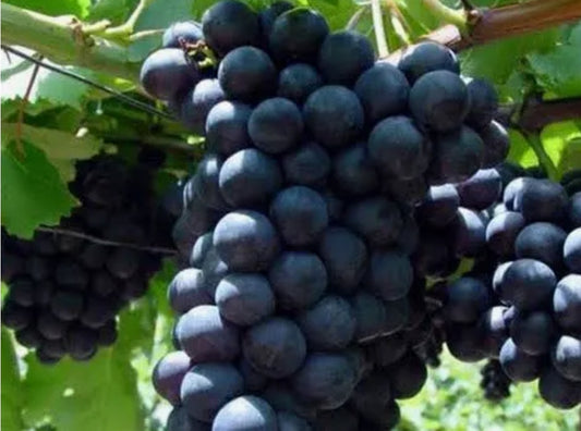 Pépins de raisin noir
